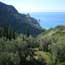 Cypresses, olives and Agios Gordios